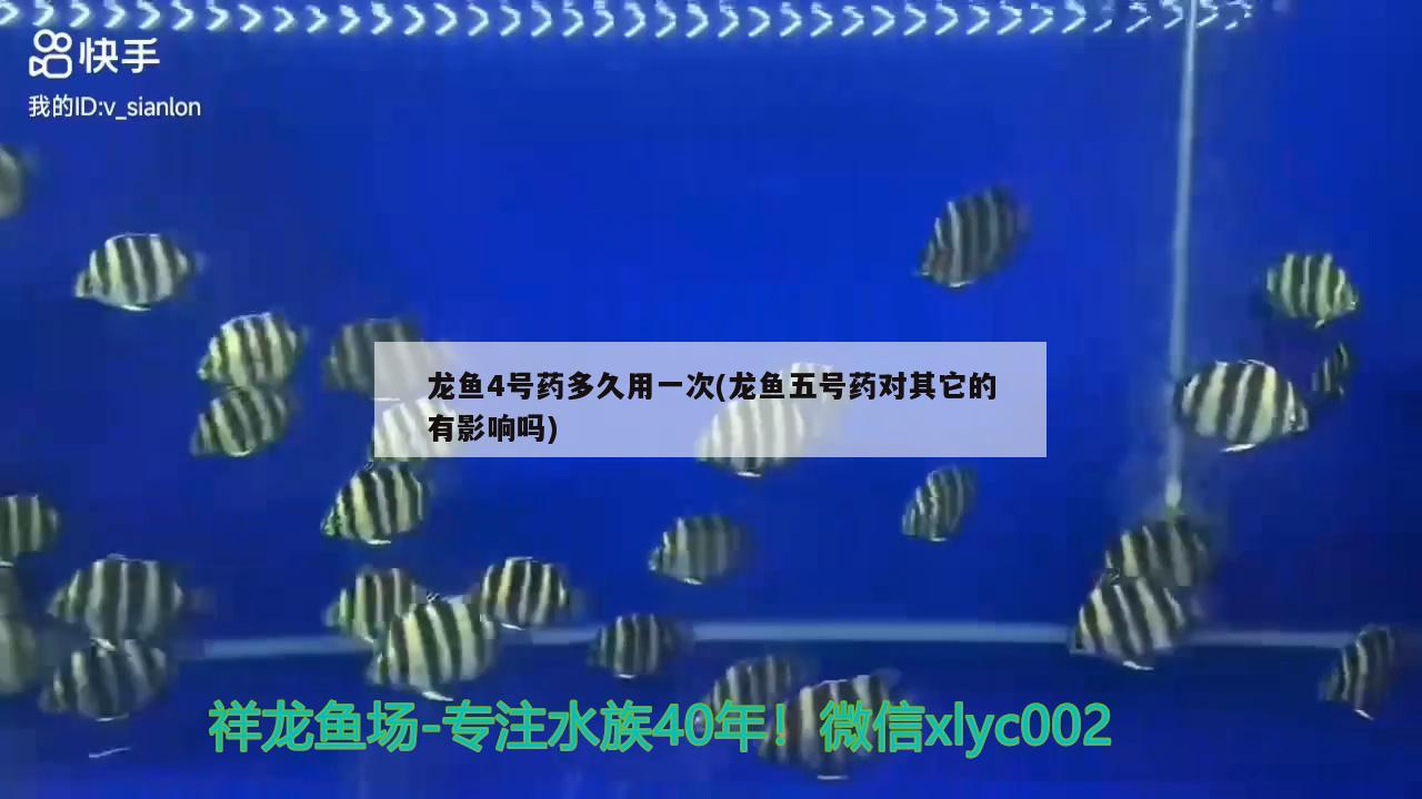 龍魚4號藥多久用一次(龍魚五號藥對其它的有影響嗎)