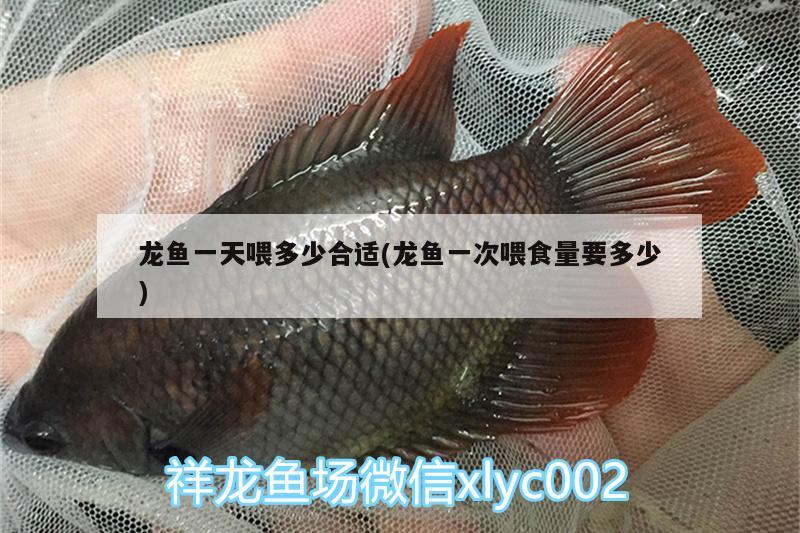 龍魚一天喂多少合適(龍魚一次喂食量要多少) 伊巴卡魚