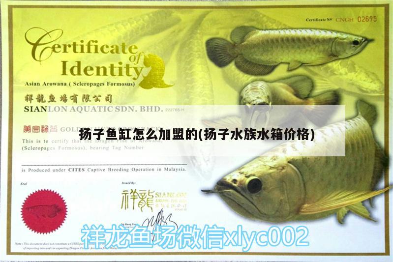 揚(yáng)子魚缸怎么加盟的(揚(yáng)子水族水箱價(jià)格) 斑馬鴨嘴魚