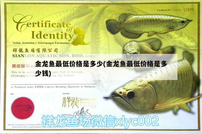 金龍魚最低價(jià)格是多少(金龍魚最低價(jià)格是多少錢)