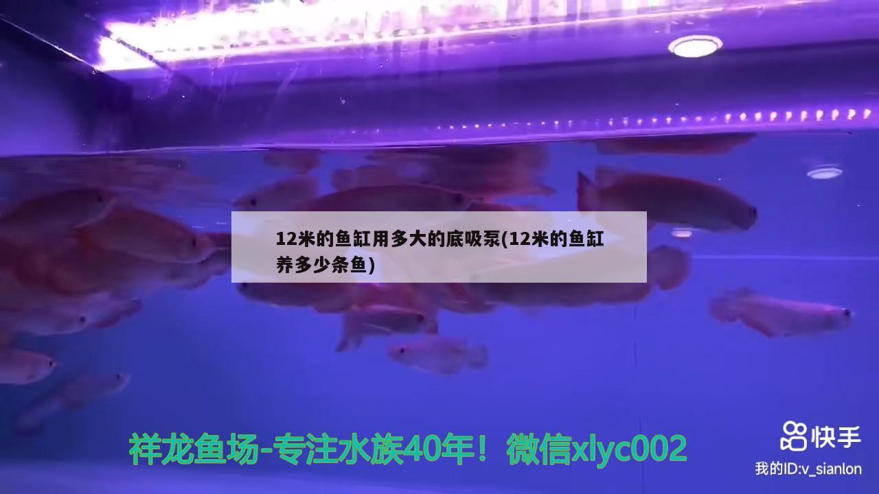 12米的魚缸用多大的底吸泵(12米的魚缸養(yǎng)多少條魚) 斑馬鴨嘴魚