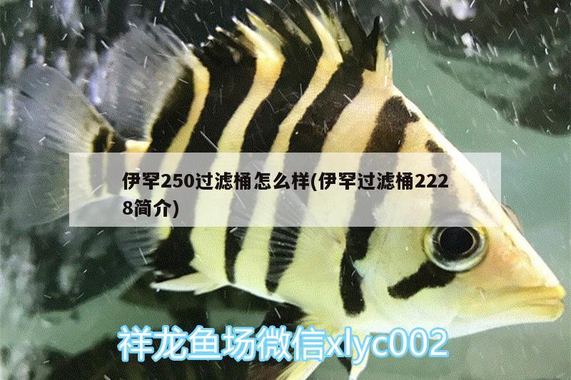 伊罕250過(guò)濾桶怎么樣(伊罕過(guò)濾桶2228簡(jiǎn)介)