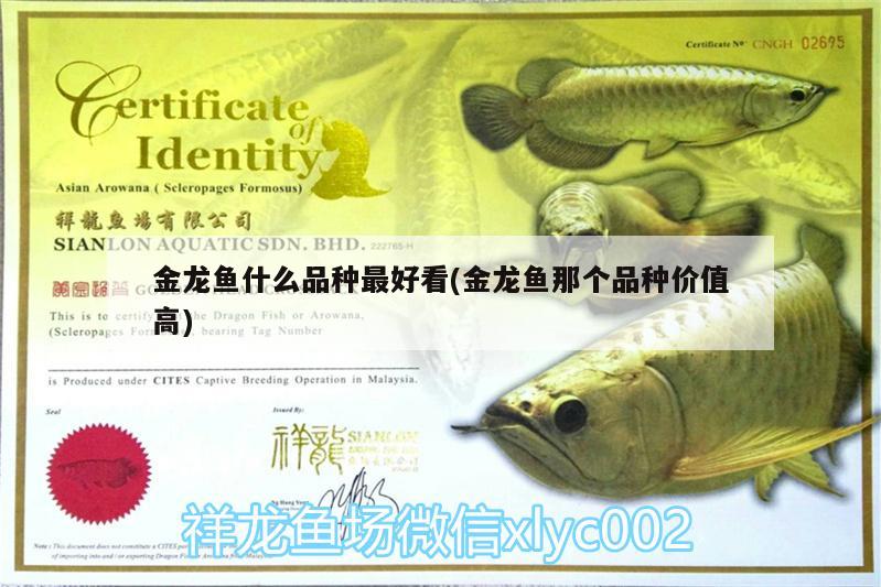 金龍魚什么品種最好看(金龍魚那個(gè)品種價(jià)值高) 白子銀龍魚苗