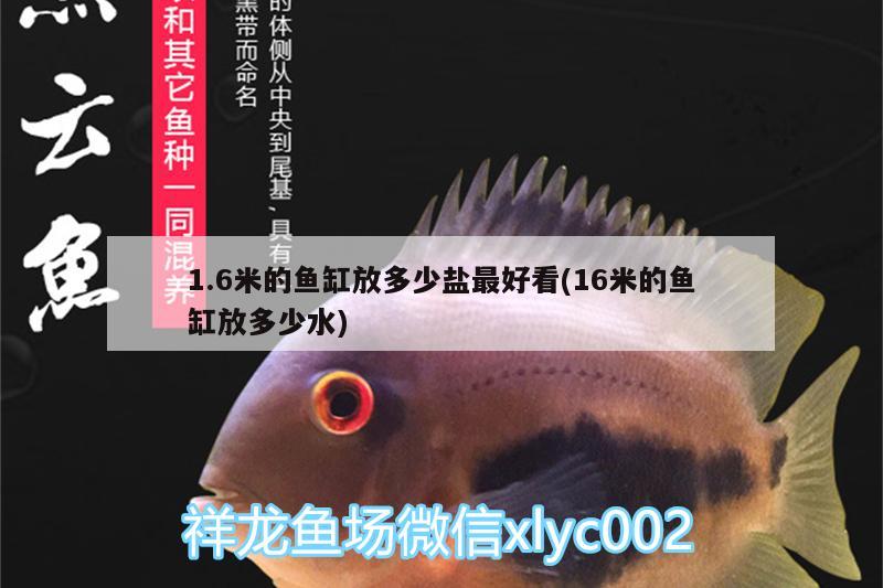 1.6米的魚缸放多少鹽最好看(16米的魚缸放多少水)