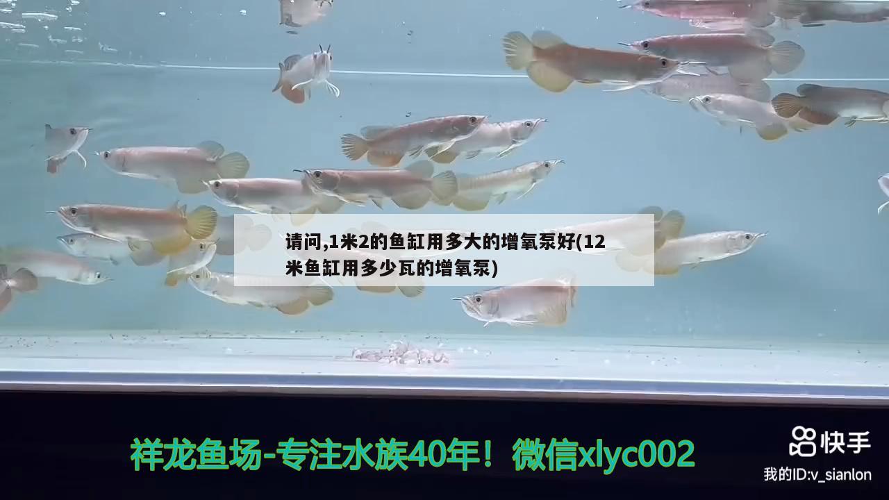 請(qǐng)問,1米2的魚缸用多大的增氧泵好(12米魚缸用多少瓦的增氧泵)