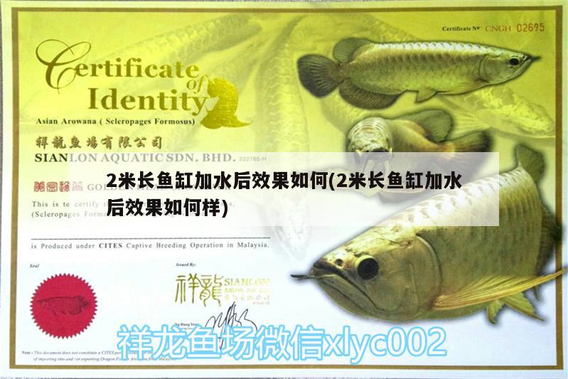 2米長魚缸加水后效果如何(2米長魚缸加水后效果如何樣)