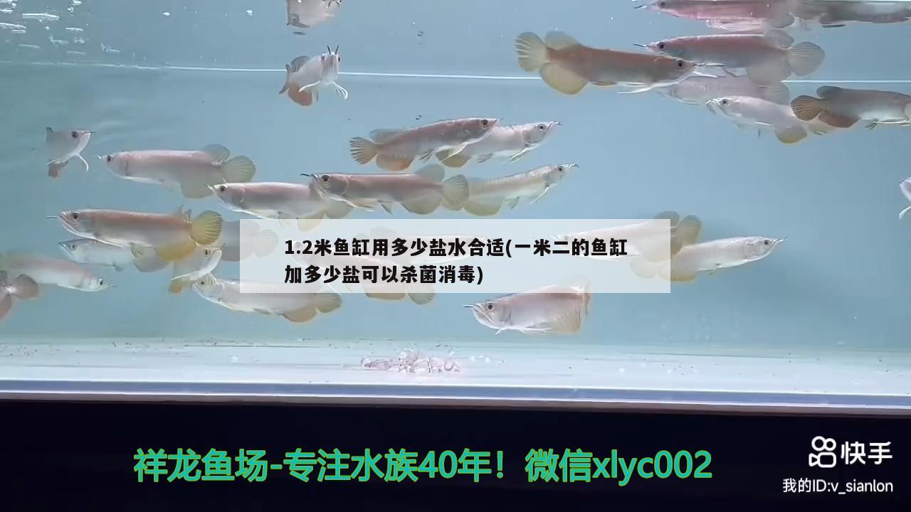 1.2米魚缸用多少鹽水合適(一米二的魚缸加多少鹽可以殺菌消毒) 斑馬鴨嘴魚