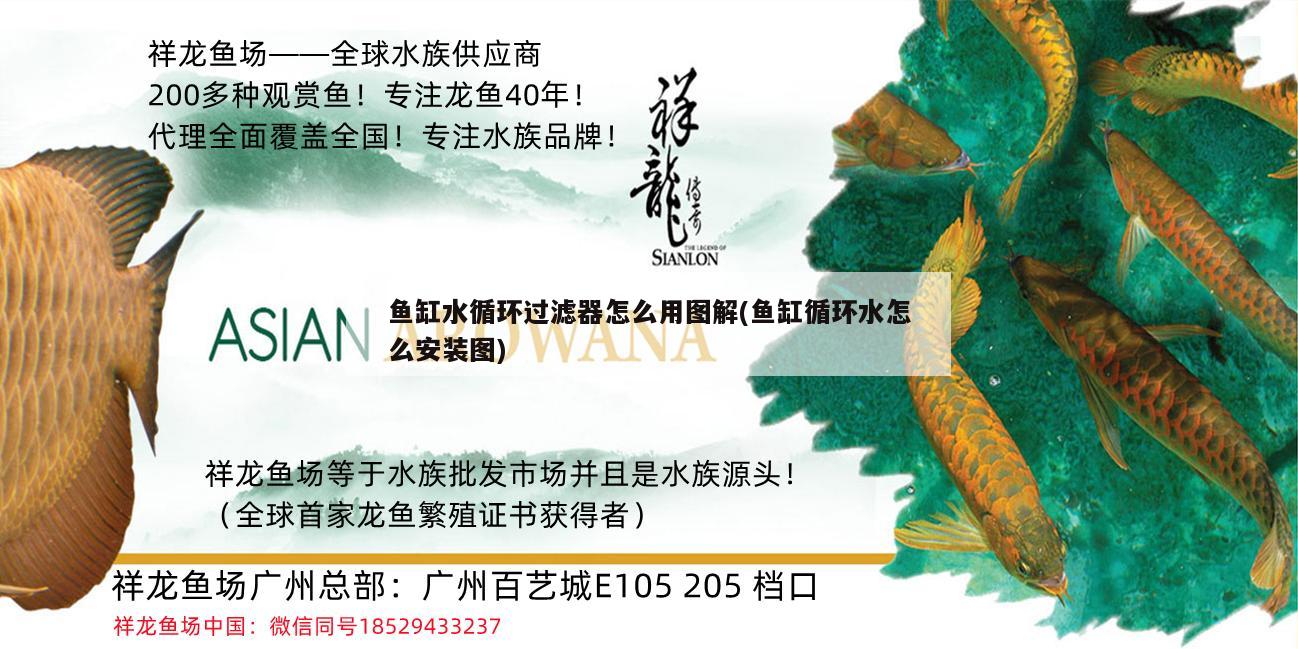 魚缸水循環(huán)過濾器怎么用圖解(魚缸循環(huán)水怎么安裝圖)