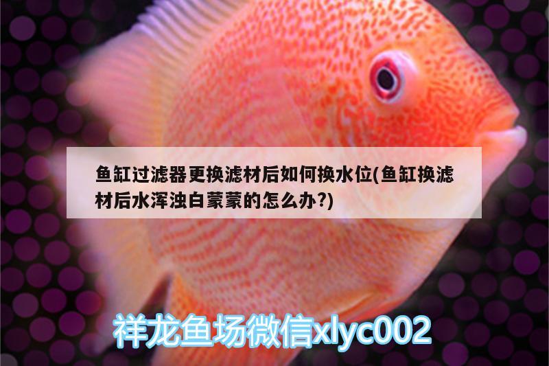 魚缸過濾器更換濾材后如何換水位(魚缸換濾材后水渾濁白蒙蒙的怎么辦?)