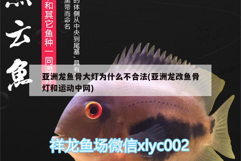 亞洲龍魚骨大燈為什么不合法(亞洲龍改魚骨燈和運動中網(wǎng))