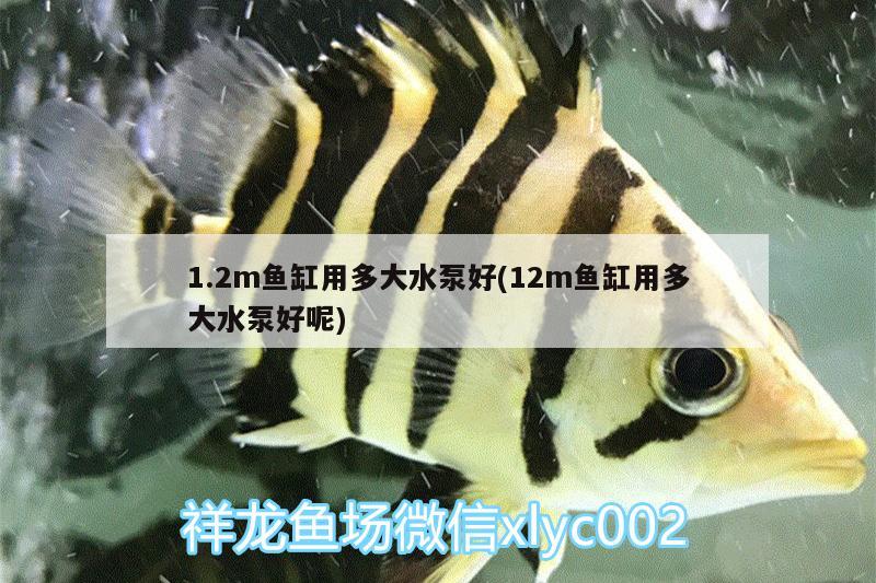 1.2m魚缸用多大水泵好(12m魚缸用多大水泵好呢) 斑馬鴨嘴魚