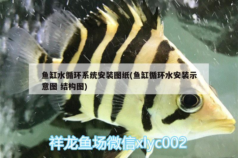 魚缸水循環(huán)系統(tǒng)安裝圖紙(魚缸循環(huán)水安裝示意圖結(jié)構(gòu)圖) 斑馬鴨嘴魚