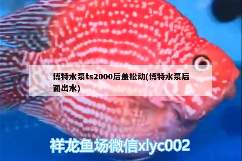 博特水泵ts2000后蓋松動(博特水泵后面出水)