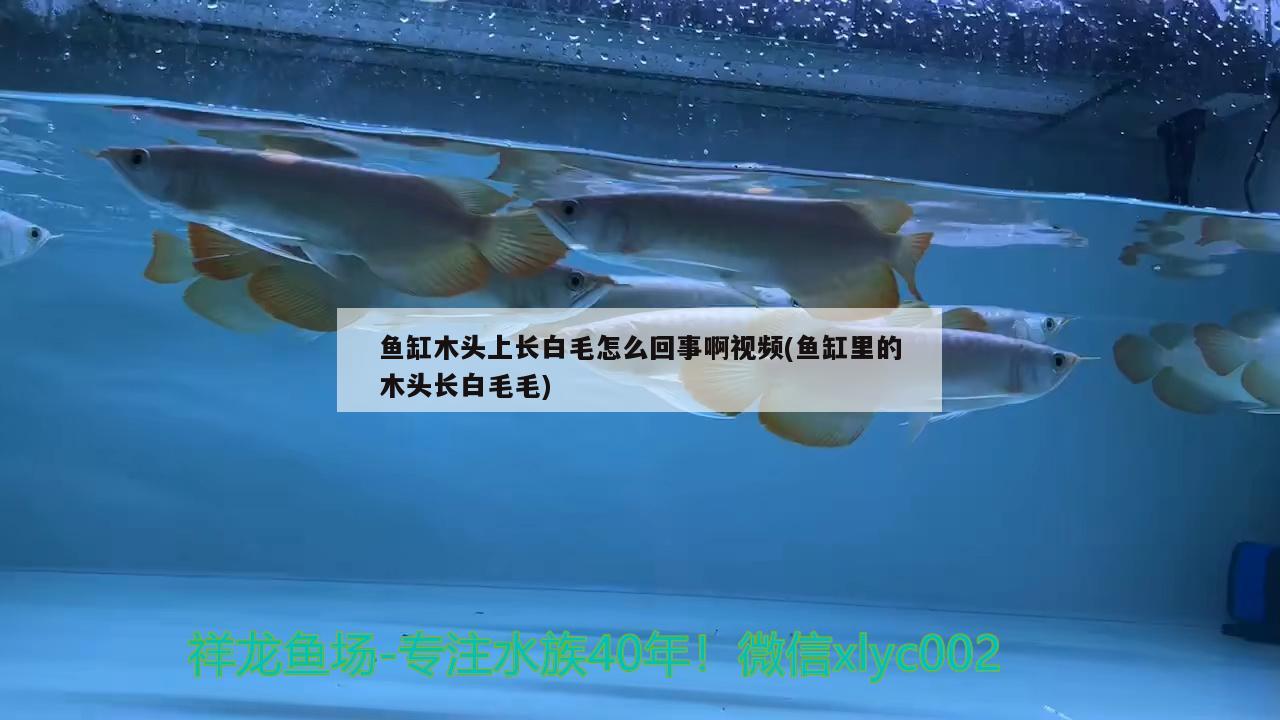 魚缸木頭上長(zhǎng)白毛怎么回事啊視頻(魚缸里的木頭長(zhǎng)白毛毛) 斑馬鴨嘴魚