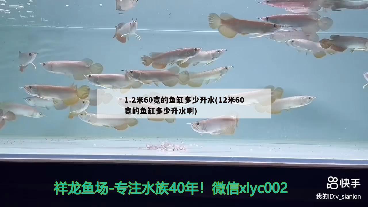 1.2米60寬的魚缸多少升水(12米60寬的魚缸多少升水啊) 斑馬鴨嘴魚