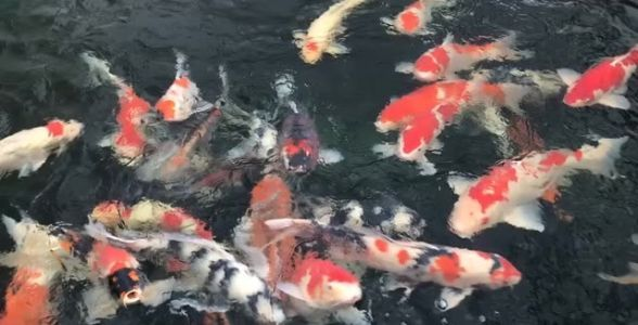 名貴錦鯉魚——珍稀品種，身價不菲，水中貴族展現(xiàn)無與倫比的華美！