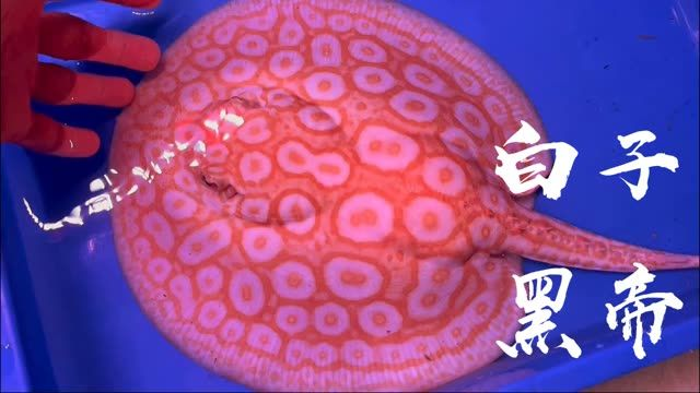 白子黑帝王魟魚預備種公：白子黑帝王魟魚預備種公對于養(yǎng)殖業(yè)來說具有重要的經(jīng)濟價值和生態(tài)意義