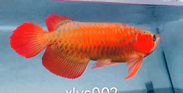 珍稀珍品，賽級(jí)之選：50公分紅龍魚(yú)盡顯王者風(fēng)范