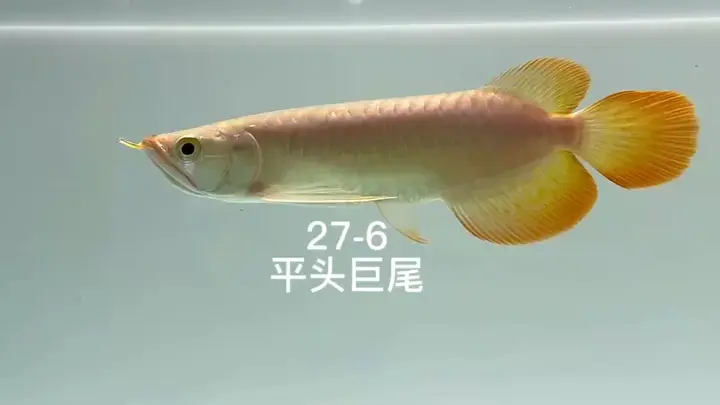 祥龍魚場高端小紅龍赫舞，祥龍魚場高端小紅龍赫舞體驗活動